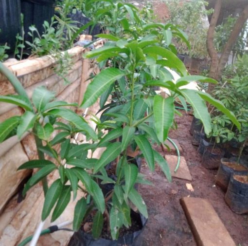 bibit tanaman Bibit Mangga Kiojay Pohon Chokanan Hasil Okulasi Ukuran Besar Yahukimo