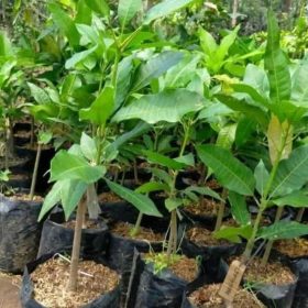 bibit tanaman Bibit Mangga Manalagi Stek Okulasi Bontang