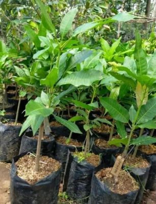 bibit tanaman Bibit Mangga Manalagi Stek Okulasi Bontang