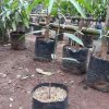bibit tanaman Bibit Mangga Red Ivory Karanganyar