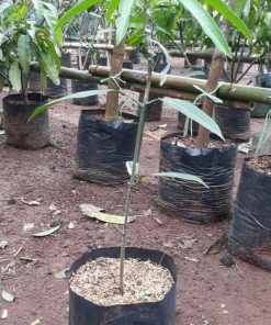 bibit tanaman Bibit Mangga Red Ivory Karanganyar