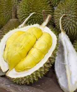 bibit tanaman Bibit Musang King Ready Tanaman Buah Durian Kaki Tiga Palopo