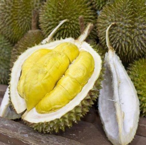 bibit tanaman Bibit Musang King Ready Tanaman Buah Durian Kaki Tiga Palopo