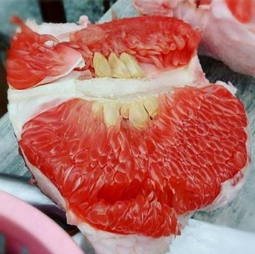 bibit tanaman bibit tanaman buah jeruk pamelo red ruby thailand 40cm best Jawa Barat