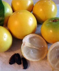 bibit tanaman buah abiu sawo australia import super berkualiatas Aceh