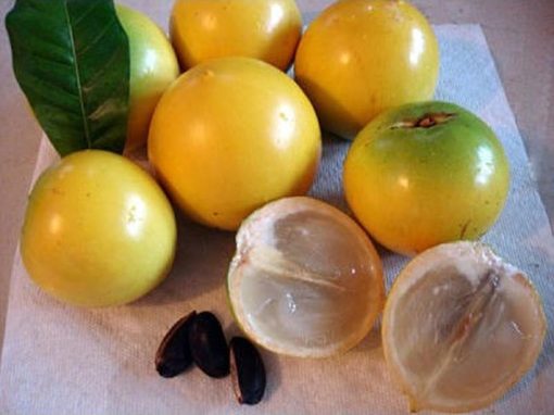 bibit tanaman buah abiu sawo australia import super berkualiatas Aceh