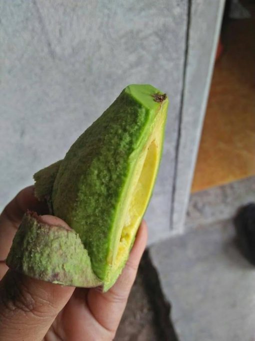 bibit tanaman buah alpukat mentega 40 60 cm Jakarta