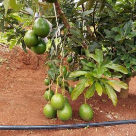 bibit tanaman buah alpukat miki beli 3 bonus 1 bibit anggur Madiun