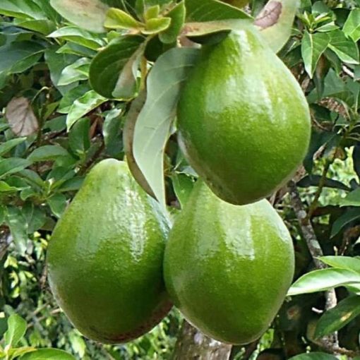 bibit tanaman buah alpukat miki depok Maluku Utara