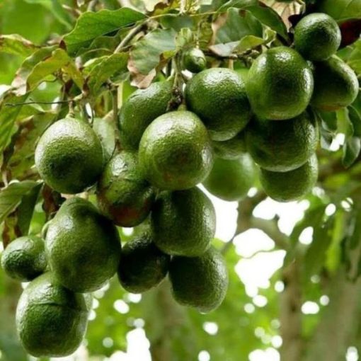 bibit tanaman buah alpukat miki depok Medan