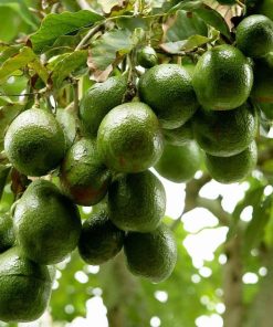 bibit tanaman buah alpukat miki Palopo