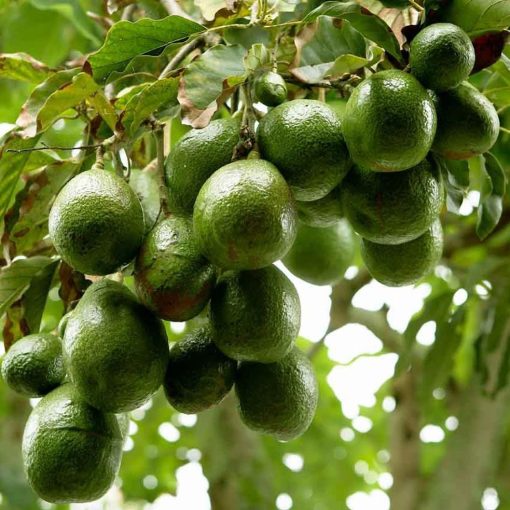 bibit tanaman buah alpukat miki Palopo