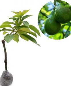 bibit tanaman buah alpukat miki Tasikmalaya