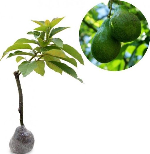 bibit tanaman buah alpukat miki Tasikmalaya
