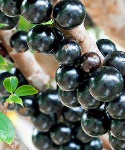 bibit tanaman buah anggur brazil anggur pohon Mataram