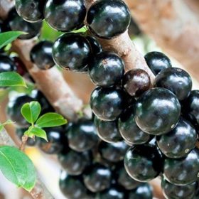 bibit tanaman buah anggur brazil anggur pohon Mataram