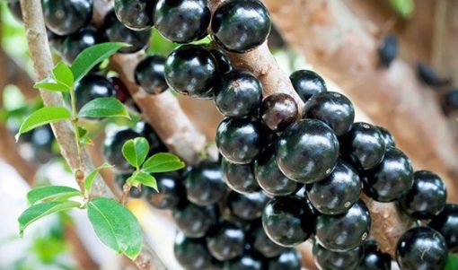 bibit tanaman buah anggur brazil anggur pohon Mataram