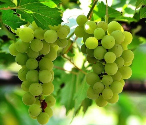 bibit tanaman buah anggur hijau Bali