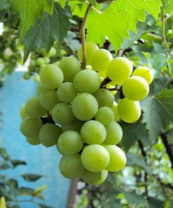 bibit tanaman buah anggur hijau Singkawang
