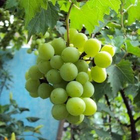 bibit tanaman buah anggur hijau Singkawang
