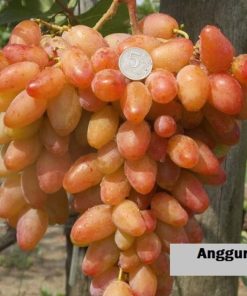 bibit tanaman buah anggur import dixon Jawa Tengah