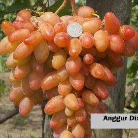bibit tanaman buah anggur import dixon Jawa Tengah