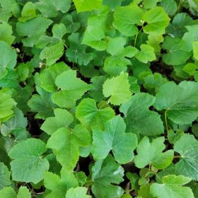 bibit tanaman buah anggur merah hitam hijau Bangka Belitung