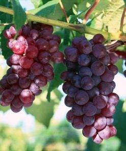 bibit tanaman buah anggur merah Sulawesi Selatan