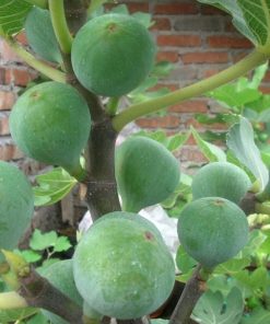 bibit tanaman buah ara tin green jordan Madiun