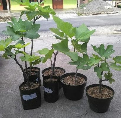 bibit tanaman buah asli bibit buah tin brown turkey dijual Dumai