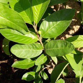 bibit tanaman buah berbunga jambu bangkok super benih tanaman buah jambu bangkok unggul berbunga Samarinda