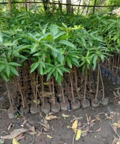 bibit tanaman buah Bibit Buah Dalam Mangga Madu Super Unggul Bisa Tanam Di Tabulampot Ngawi