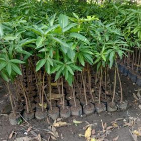 bibit tanaman buah Bibit Buah Dalam Mangga Madu Super Unggul Bisa Tanam Di Tabulampot Ngawi