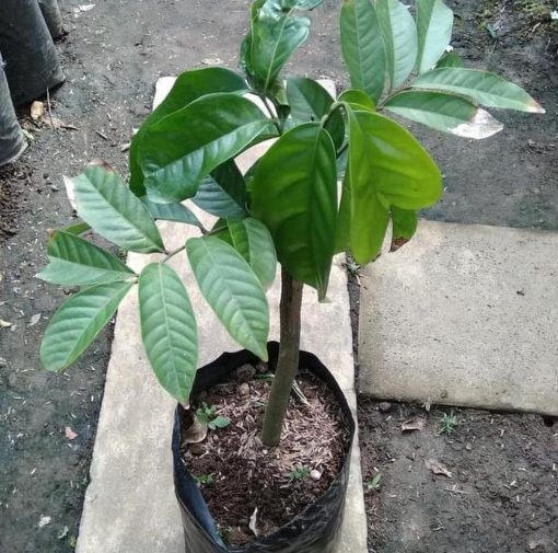 bibit tanaman buah Bibit Buah Duku Tanaman Dukong - Malaysia Unggul Berkuwalitas Super Jembrana