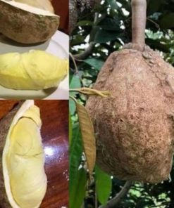 bibit tanaman buah Bibit Buah Durian Gundul Asli Kapuas Hulu