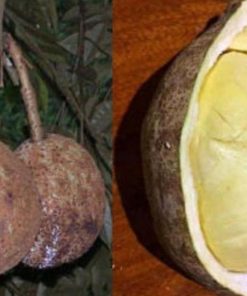 bibit tanaman buah Bibit Buah Durian Gundul Model Terkini Serba Murah Asli Ready Stock Muara Enim