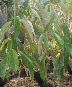 bibit tanaman buah Bibit Buah Durian Gundul Padang Lawas