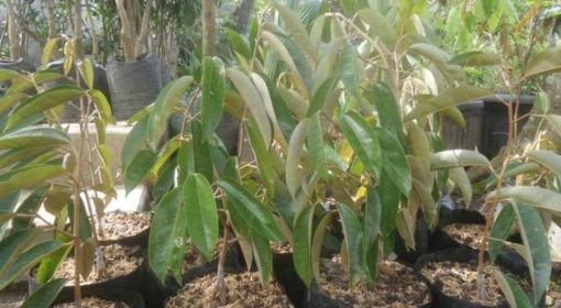 bibit tanaman buah Bibit Buah Durian Gundul Padang Lawas