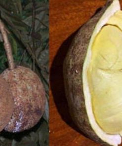 bibit tanaman buah Bibit Buah Durian Gundul Tanaman Okulasi Paling Murah Yogyakarta
