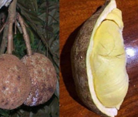 bibit tanaman buah Bibit Buah Durian Gundul Tanaman Okulasi Paling Murah Yogyakarta