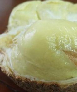bibit tanaman buah Bibit Buah Durian Gundul Unik Tanpa Duri Si Botak Seram Bagian Barat