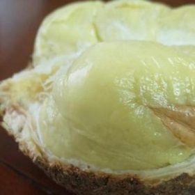 bibit tanaman buah Bibit Buah Durian Gundul Unik Tanpa Duri Si Botak Seram Bagian Barat