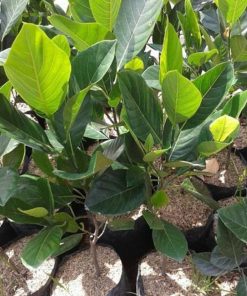 bibit tanaman buah Bibit Buah Nangka Madu Hasil Okulasi Grobogan