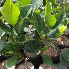bibit tanaman buah Bibit Buah Nangka Madu Hasil Okulasi Grobogan