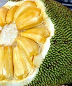 bibit tanaman buah Bibit Buah Nangka Madu Hasil Okulasi Mamuju Tengah
