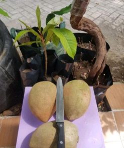 bibit tanaman buah Bibit Buah Sapote Mamey Lorito Loreto Mamasa