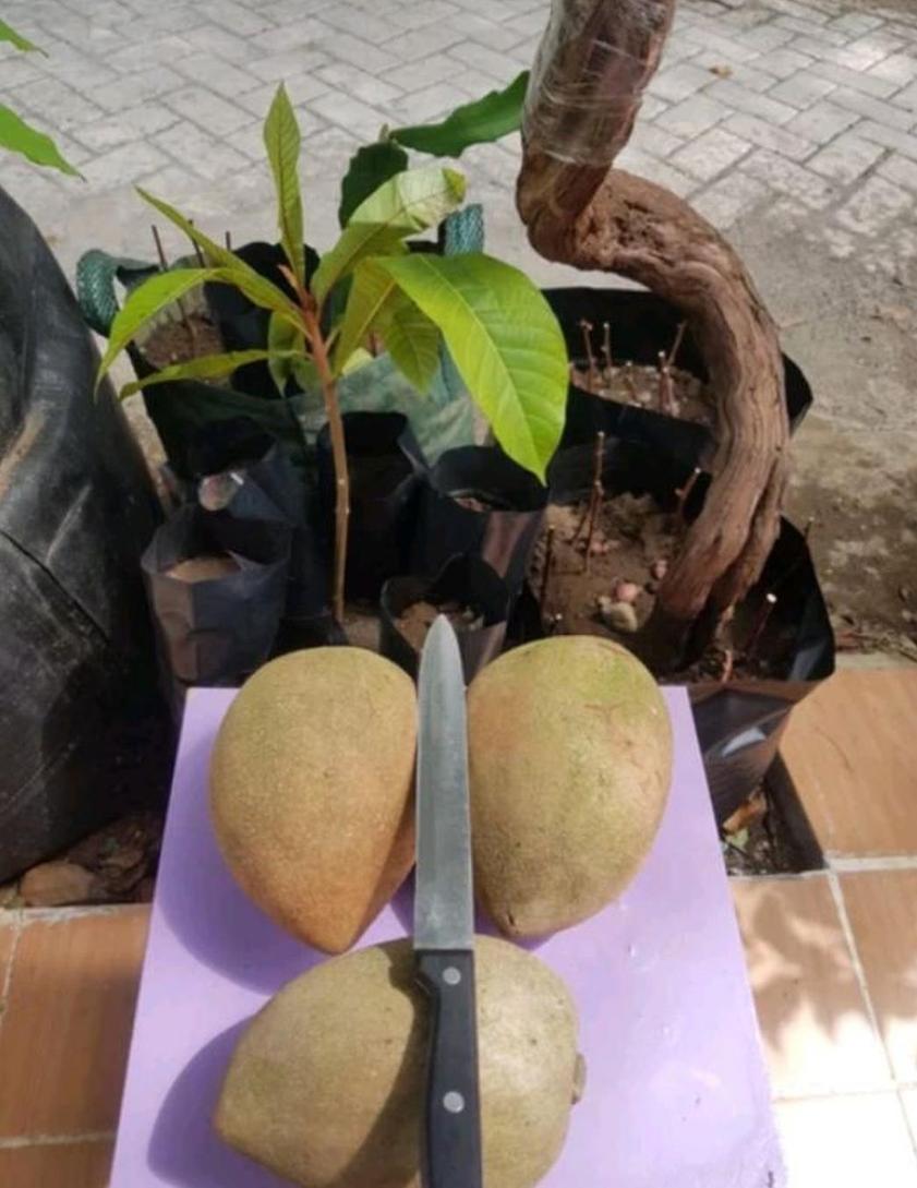 Gambar Produk bibit tanaman buah Bibit Buah Sapote Mamey Lorito Loreto Mamasa