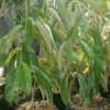 bibit tanaman buah Bibit Buah Unggul Durian Gundul Terlaris Jombang