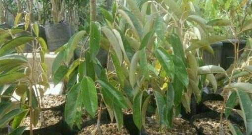 bibit tanaman buah Bibit Buah Unggul Durian Gundul Terlaris Jombang