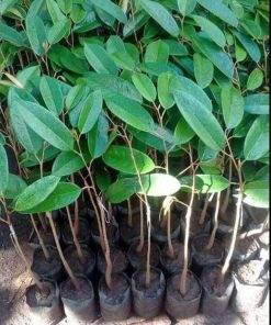 bibit tanaman buah Bibit Durian Duri Hitam Terlaris Montong Dan Musangking Kaki Tunggal Grosir Nias